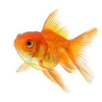 Akwarystyka Akwarystyka